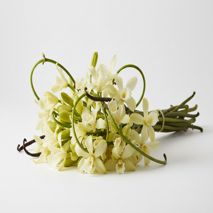 show a bushel of vanilla flowers where you get vanilla extract from on a table with white background